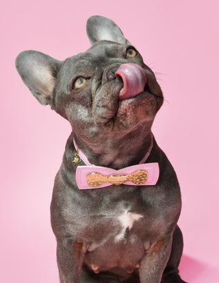 Collier pour chien P.Louise